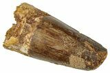 Fossil Spinosaurus Tooth - Robust Tooth #333625-1